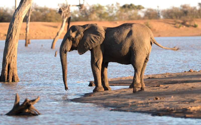 Kruger Animal Tracker